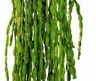 Encyklopedia roślin: WYSTROJ WNETRZ   ROSLINY ROSNACE SAMOTNIE  Rypsali