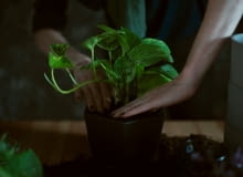 monstera karstenianum