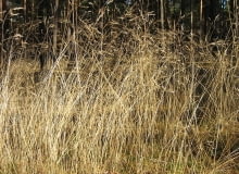 Encyklopedia roślin: Smialek pogiety