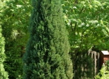 29.06.2003 RADZIEJOWICE WOJEWODZTWO MAZOWIECKIE OGROD PRYWATNY PANSTWO DANUTA I KRZYSZTOF NIZYNSCY NIZYNSKI NIZYNSKA DRZEWA IGLASTE ZYWOTNIK THUJA