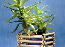 Encyklopedia roślin: WYSTROJ WNETRZ   ROSLINY ROSNACE SAMOTNIE  Aloes d