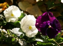 15.11.2005. WARSZAWA