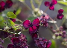 akebia pięciolistkowa