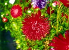 ASTER CHINSKI CALLISTEPHUS CHINENSIS