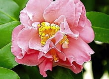 21.01.2003 WARSZAWA OGROD BOTANICZNY PAN POWSIN SZKLARNIA KRZEWY KWIATY KAMELIA JAPONSKA CAMELLIA JAPONICA THEACEAE ODMIANA JULIA WILSON FOT. PAWEL SLOMCZYNSKI / AGENCJA GAZETA