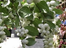 ROSLINA KRZEW SNIEGULICZKA SYMPHORICARPOS OWOCE BIALA JAGODA FOT. EWA NARKIEWICZ PUBLIKACJA KWIETNIK NR 10 (154) - 10 2007 SLOWA KLUCZOWE: ROSLINY OWOCE ZDJĘCIE DO WKŁADKI: PUBLIKACJA KWIETNIK NR 10 (154) - CZASOPISMA