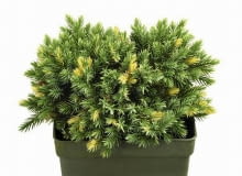 30.08.2003 WARSZAWA XI MIEDZYNARODOWA WYSTAWA ZIELEN TO ZYCIE OGRODNICTWO 29 - 31 SIERPIEN 2003 ORGANIZATOR ZWIAZEK SZKOLKARZY POLSKICH AGENCJA PROMOCJI ZIELENI SP Z OO STOISKO SZKOLKA EUGENIUSZ PUDELEK KRZEWY IGLASTE NOWOSC PSTRE JUNIPERUS SQUAMATA ODMIANA FLORIANT JALOWIEC FOT. PAWEL SLOMCZYNSKI AGENCJA GAZETA