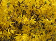 Encyklopedia roślin: Forsycja posrednia  Forsythia   intermedia