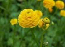 Encyklopedia roślin: Jaskier ostry ma zolte kwiaty na wysokich lodygach