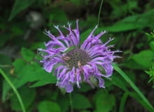 Encyklopedia roślin: Pysznoglowka deta  Monarda fistulosa  ma fioletowe
