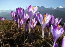 Encyklopedia roślin: Krokusy na Gubalowce