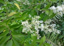 Encyklopedia roślin: Ligustr chinski  Ligustrum sinense  ma biale kwiat