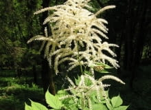 Encyklopedia roślin: Aruncus dioicus