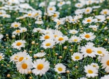 Złocień krzewiasty