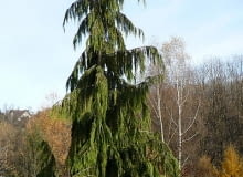 Encyklopedia roślin: Cyprysik nutkajski  Chamaecyparis nootkatensis   P