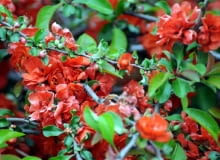 Encyklopedia roślin: Pigwowiec  To krzew zarowno ozdobny jak i uzytkowy