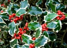 Ostrokrzew kolczasty 'Argentea Marginata' jest bardzo urodziwy