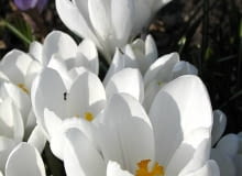 08.04.2006 N/z Crocus Joanna Darc krokus szafran kolor bialy wiosna roslina cebulowa