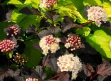 Pęcherznica kalinolistna (Physocarpus opulifolius) 'Diabolo'