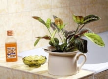 Encyklopedia roślin: Maranta jest nieklopotliwa w uprawie  W zbyt glebo