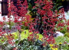 Żurawka drżączkowata (Heuchera brizoides)