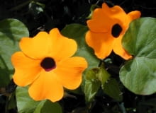 Tunbergia oskrzydlona, popularnie czarnooka Zuzanna (Thunbergia alata) ma pomarańczowe, żółte lub białe kwiaty