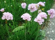 Encyklopedia roślin: Zawciag nadmorski  inaczej zawciag pospolity  Arme