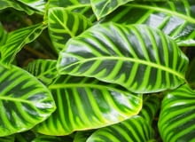 calathea zebrina