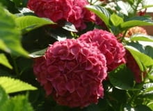 29.08.2003 JASTKOW WOJEWODZTWO LUBELSKIE OGROD PRYWATNY PANI ANNY CHMURY ANNA CHMURA ROSLINY KRZEWY LISCIASTE HORTENSJA DRZEWKOWATA HYDRANGEA KWIATOSTAN