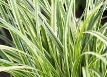 Carex morrowii Silver Sceptre SLOWA KLUCZOWE: Carex Close Up Nahaufnahme Perennial Sceptre Ziergrass grün vertikal