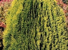 ŻYWOTNIK WSCHODNI 'AUREA NANA' (Platycladus orientalis), zielonkawy latem, a rudy zimą, po 10 latach ma wysokość ok. 0,7 m.