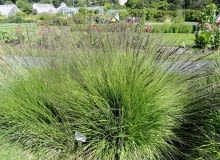 Encyklopedia roślin: Molinia caerulea   Botanical Garden in Kaisaniemi