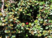 Encyklopedia roślin: Irga drobnolistna  Cotoneaster procumbens  syn  C
