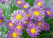 ASTER ALPEJSKI ASTER ALPINUS GOLIATH