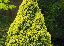 Picea glauca 'Daisy's White'