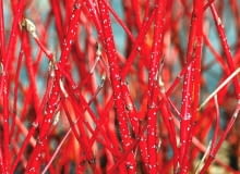 DEREŃ BIAŁY 'BATON ROUGE', inaczej 'Minbat' (C. alba) jest nową odmianą o średnio intensywnym wzroście. Białe kropki na pędach to przetchlinki.