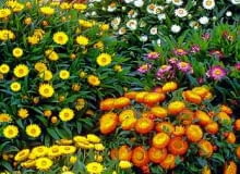 Kocanka ogrodowa, nieśmiertelnik