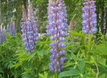 Encyklopedia roślin: Lubin trwaly