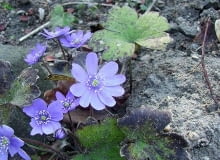 Encyklopedia roślin: Przylaszczka siedmiogrodzka