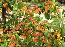 03.09.2009 BRANIEWO SESJA OGRODY , SZKOLKA DRZEW I KRZEWOW OZDOBNYCH - WLASCICIEL LUCJAN GURSZTYN - PREZES ZWIAZKU SZKOLKARZY POLSKICH