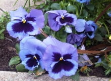 Encyklopedia roślin: Fiolek ogrodowy  bratek ogrodowy  Viola x wittrock