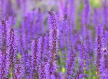 Szałwia omszona (Salvia nemorosa) osiąga około 70 cm wysokości. Kwitnie od czerwca do lipca. Toleruje lekki półcień