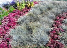 Trawy ozdobne. Prosta dwukolorowa kompozycja: siwe kępki kostrzewy sinej i kwitnący rozchodnik