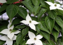 Encyklopedia roślin: Deren kousa  Cornus cousa  ma drobne biale kwiaty