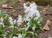 Encyklopedia roślin: Cebulica Tubergena syn  cebulica Miszczenki  Scill