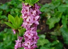 Encyklopedia roślin: Wawrzynek wilczelyko  Daphne mezereum