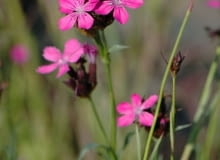 Encyklopedia roślin: Gozdzik kartuzek  Dianthus carthusianorum