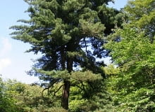 Encyklopedia roślin: Sosna wejmutka  Pinus strobus