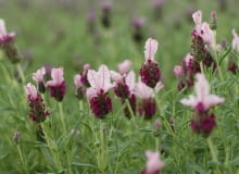 Encyklopedia roślin: Lawenda francuska Bella Rouge