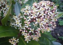 Encyklopedia roślin: Skimia japonska  Skimmia japonica